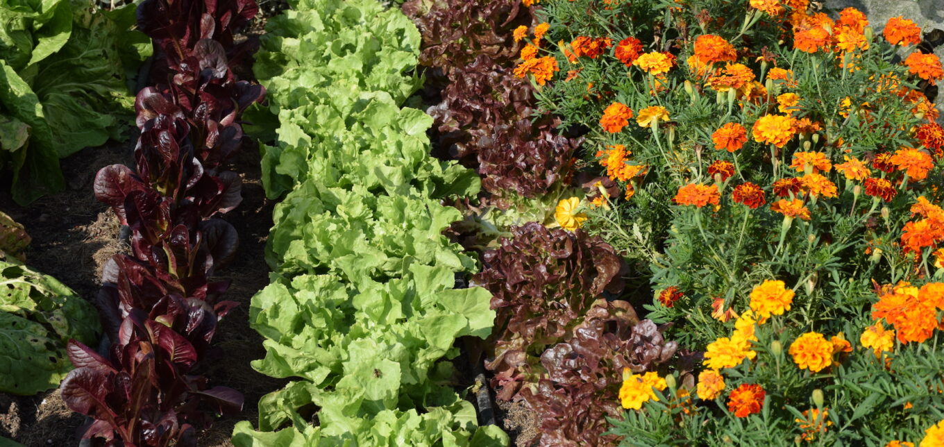 Companion Planting Flowers With Vegetables – Mother Earth News - Vimarsana News